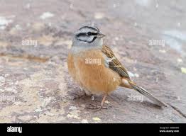 Image result for Emberiza cia