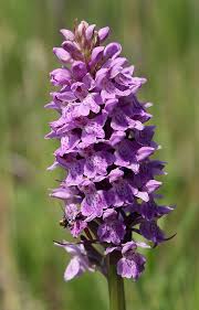 Attēlu rezultāti vaicājumam “Dactylorhiza majalis subsp. baltica leaf”