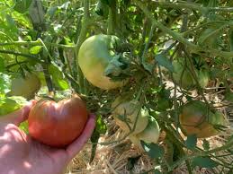 Afbeeldingsresultaat voor carbon tomato