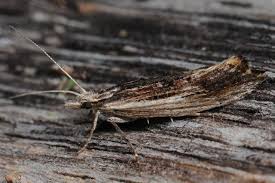 Attēlu rezultāti vaicājumam “Ypsolopha scabrella”
