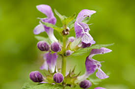 Attēlu rezultāti vaicājumam “Lamium maculatum flower”