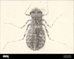 Attēlu rezultāti vaicājumam “Cordulidae”