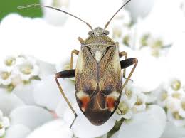 Attēlu rezultāti vaicājumam “Polymerus palustris”
