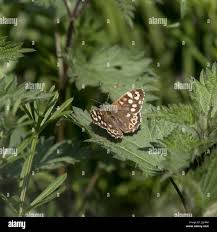 Attēlu rezultāti vaicājumam “Lopinga achine upperside”