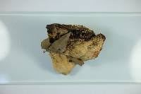 Attēlu rezultāti vaicājumam “Aurantiporus fissilis”