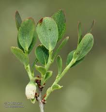 Attēlu rezultāti vaicājumam “Vaccinium uliginosum leaf”