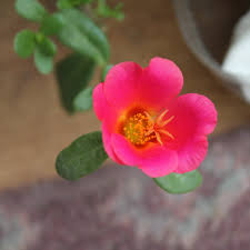 Attēlu rezultāti vaicājumam “Portulaca oleracea”