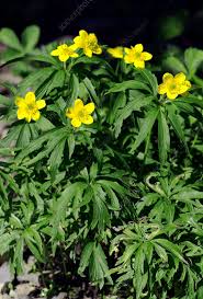 Attēlu rezultāti vaicājumam “Anemone ranunculoides flower”