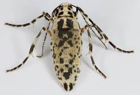 Attēlu rezultāti vaicājumam “Erannis defoliaria”