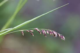 Attēlu rezultāti vaicājumam “Melica nutans flower”