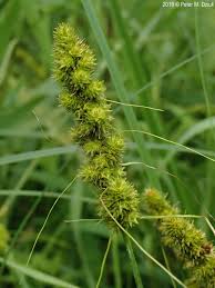 Attēlu rezultāti vaicājumam “Carex loliacea fruit”