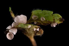 Attēlu rezultāti vaicājumam “Arrhenia retiruga”