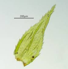 Attēlu rezultāti vaicājumam “Hylocomiastrum umbratum”