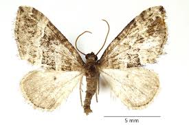 Attēlu rezultāti vaicājumam “Perizoma bifaciata”