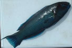 Image result for Diplodus ascensionis