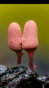 Attēlu rezultāti vaicājumam “Calocera glossoides”