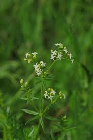 Attēlu rezultāti vaicājumam “Galium album flower”