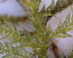 Attēlu rezultāti vaicājumam “Sciuro-hypnum curtum”