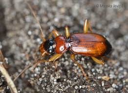 Attēlu rezultāti vaicājumam “Leistus terminatus”