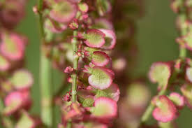 Attēlu rezultāti vaicājumam “Rumex acetosa flower”