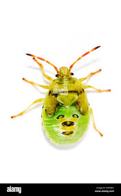 Attēlu rezultāti vaicājumam “Elasmostethus interstinctus nymph”