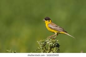 Image result for Emberiza melanocephala