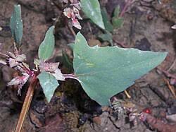 Attēlu rezultāti vaicājumam “Atriplex calotheca”