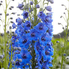 Attēlu rezultāti vaicājumam “Delphinium elatum  flower”