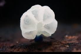 Attēlu rezultāti vaicājumam “Craterium leucocephalum stalked”