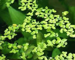 Attēlu rezultāti vaicājumam “Lemna minor”