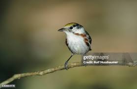 Image result for Dendroica pensylvanica