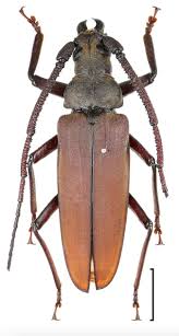 Attēlu rezultāti vaicājumam “Nothorhina punctata”