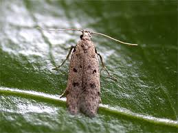 Attēlu rezultāti vaicājumam “Gelechia rhombella”