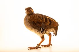 Attēlu rezultāti vaicājumam “Hoplia parvula imago”