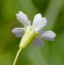 Attēlu rezultāti vaicājumam “Seligeria pusilla”