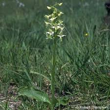 Attēlu rezultāti vaicājumam “Platanthera chlorantha”