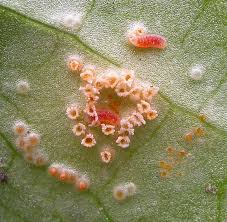 Attēlu rezultāti vaicājumam “Puccinia sessilis”