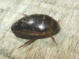 Attēlu rezultāti vaicājumam “Hydaticus transversalis”