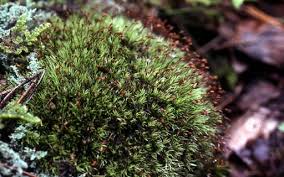 Attēlu rezultāti vaicājumam “Leucobryum juniperoideum”
