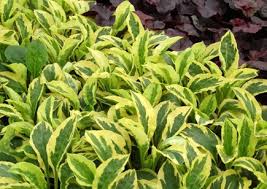 Attēlu rezultāti vaicājumam “Silene dioica leaf”