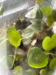 Attēlu rezultāti vaicājumam “Hydrocotyle vulgaris bud”