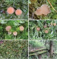 Attēlu rezultāti vaicājumam “Octospora splachnophila”