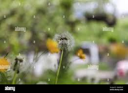 Attēlu rezultāti vaicājumam “Taraxacum officinale aggr. fruit”