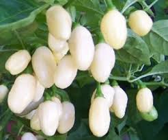 Afbeeldingsresultaat voor white habanero hot pepper