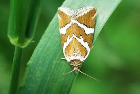 Attēlu rezultāti vaicājumam “Deltote bankiana”