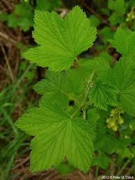 Attēlu rezultāti vaicājumam “Ribes nigrum leaf”
