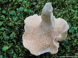 Attēlu rezultāti vaicājumam “Hydnum repandum”