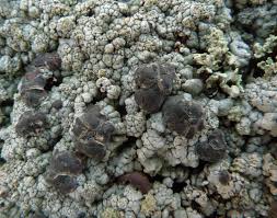 Attēlu rezultāti vaicājumam “Trapeliopsis flexuosa”