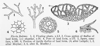 Attēlu rezultāti vaicājumam “Riccia”