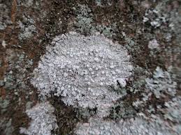 Attēlu rezultāti vaicājumam “Pertusaria amara”